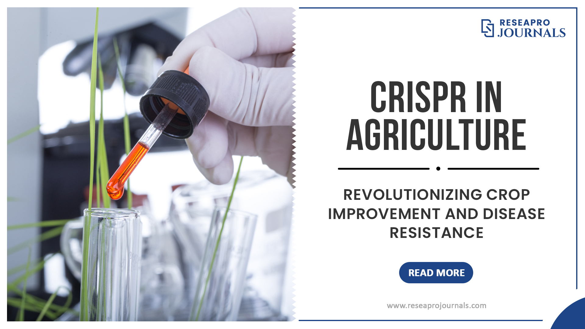 CRISPR in Agriculture: Revolutionizing Crop Improvement and Disease Resistance