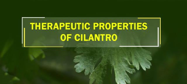 Therapeutic properties of cilantro