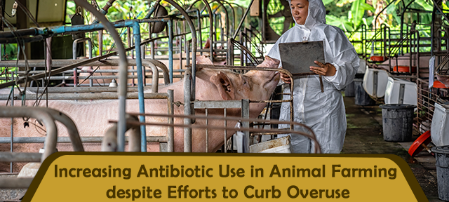 Increasing Antibiotic Use in Animal Farming despite Efforts to Curb Overuse