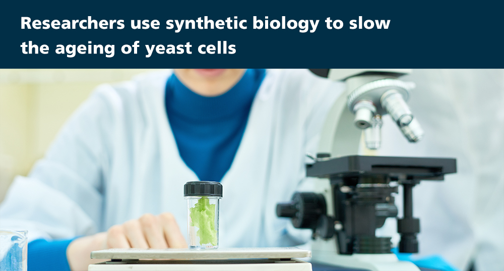 Researchers use synthetic biology to slow the ageing of yeast cells