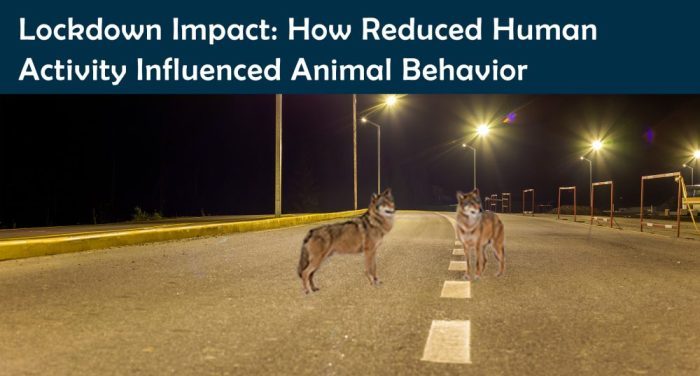 Lockdown Impact: How Reduced Human Activity Influenced Animal Behavior