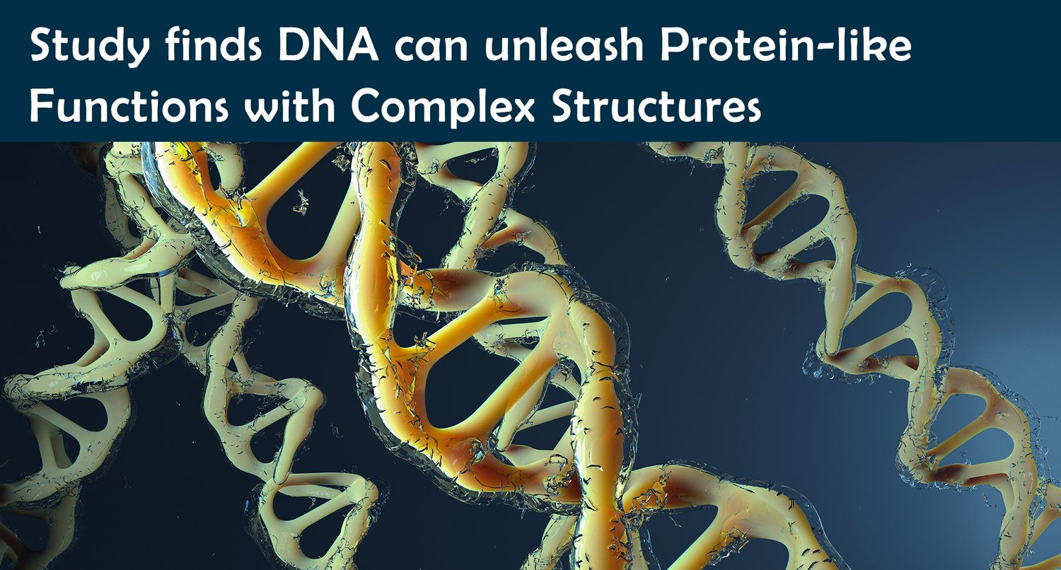 Study finds DNA can unleash Protein-like Functions with Complex Structures