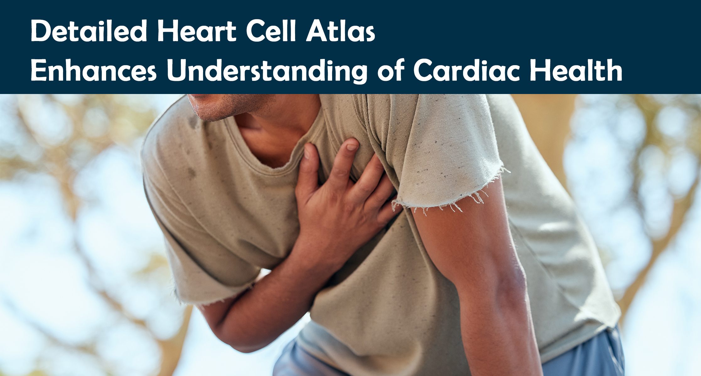 Detailed Heart Cell Atlas Enhances Understanding of Cardiac Health