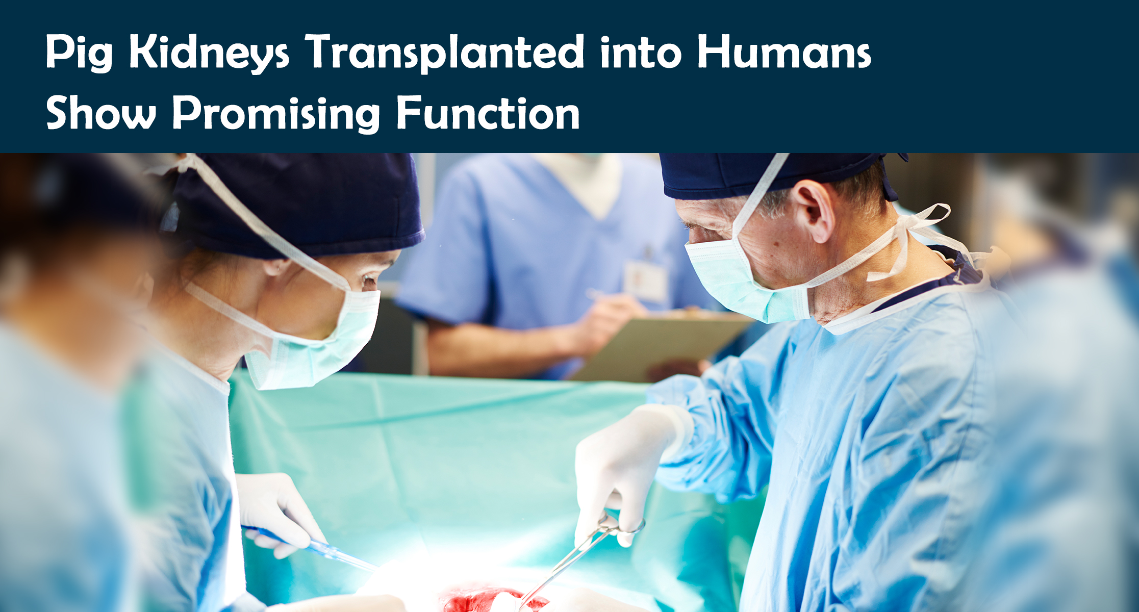 Pig Kidneys Transplanted into Humans Show Promising Function