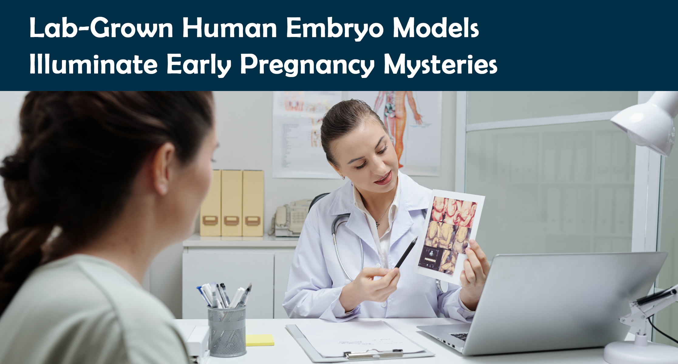 Lab-Grown Human Embryo Models Illuminate Early Pregnancy Mysteries