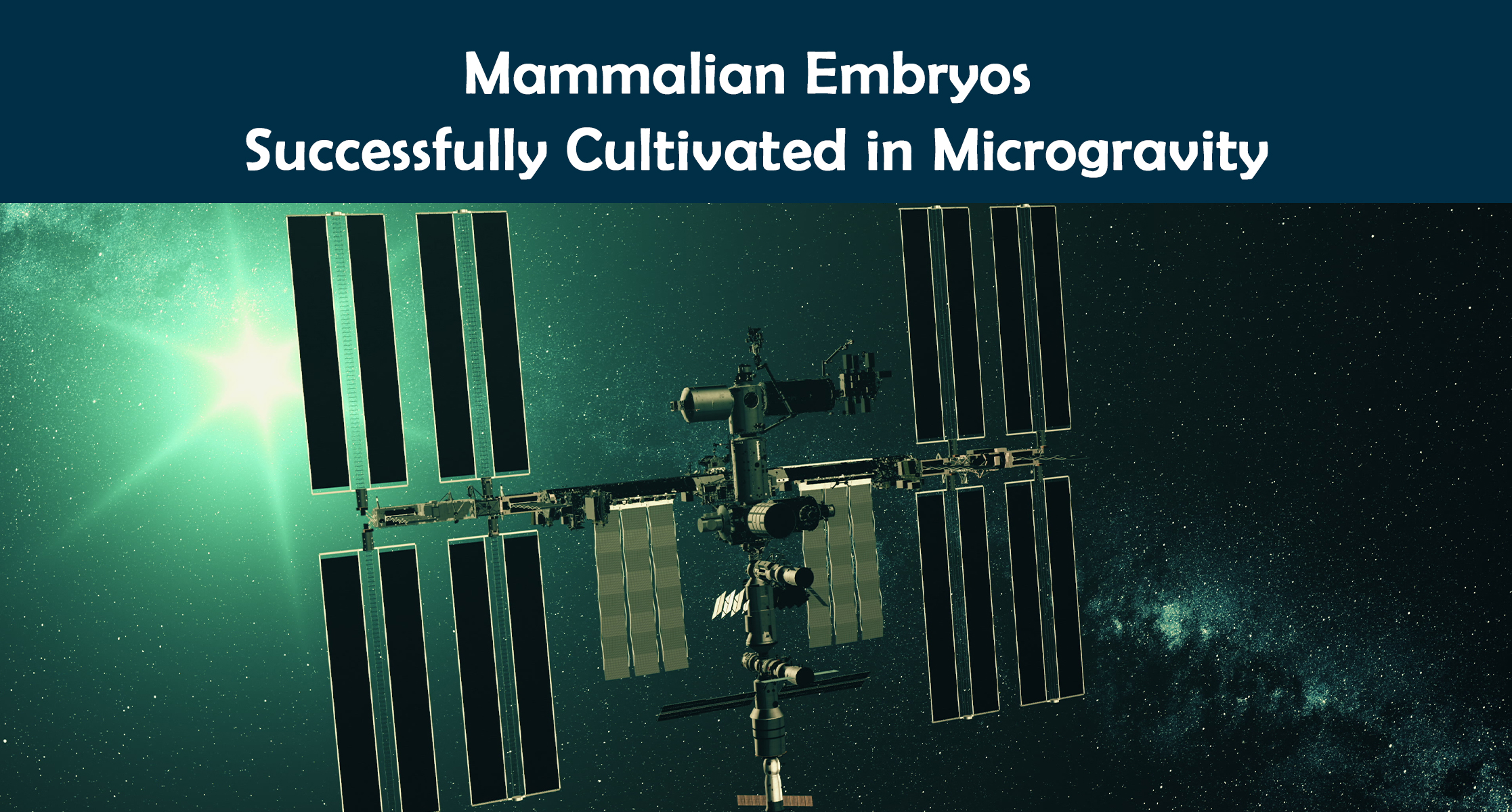 Mammalian Embryos Successfully Cultivated in Microgravity