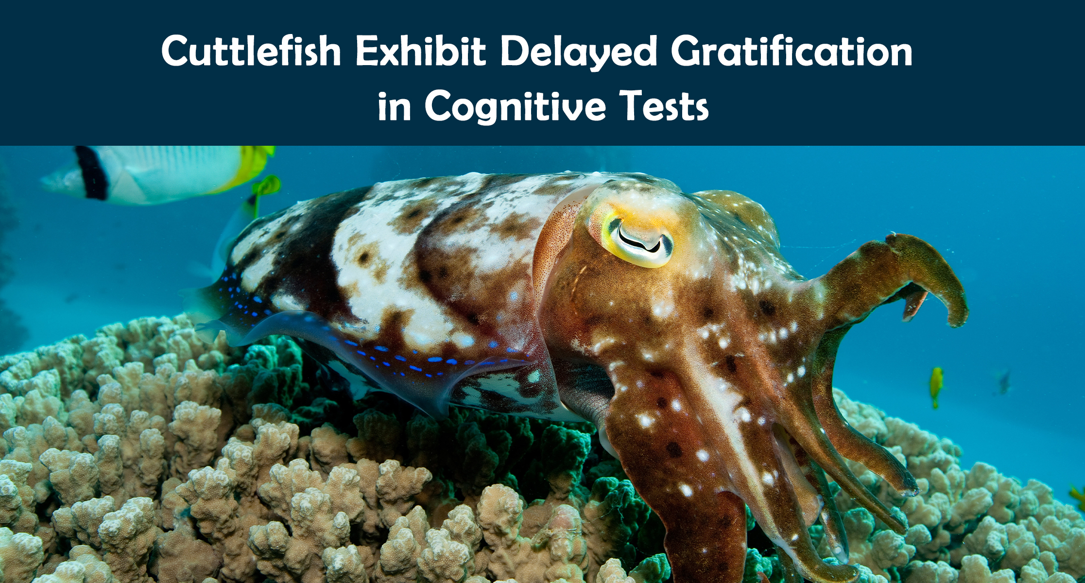 Cuttlefish Exhibit Delayed Gratification in Cognitive Tests