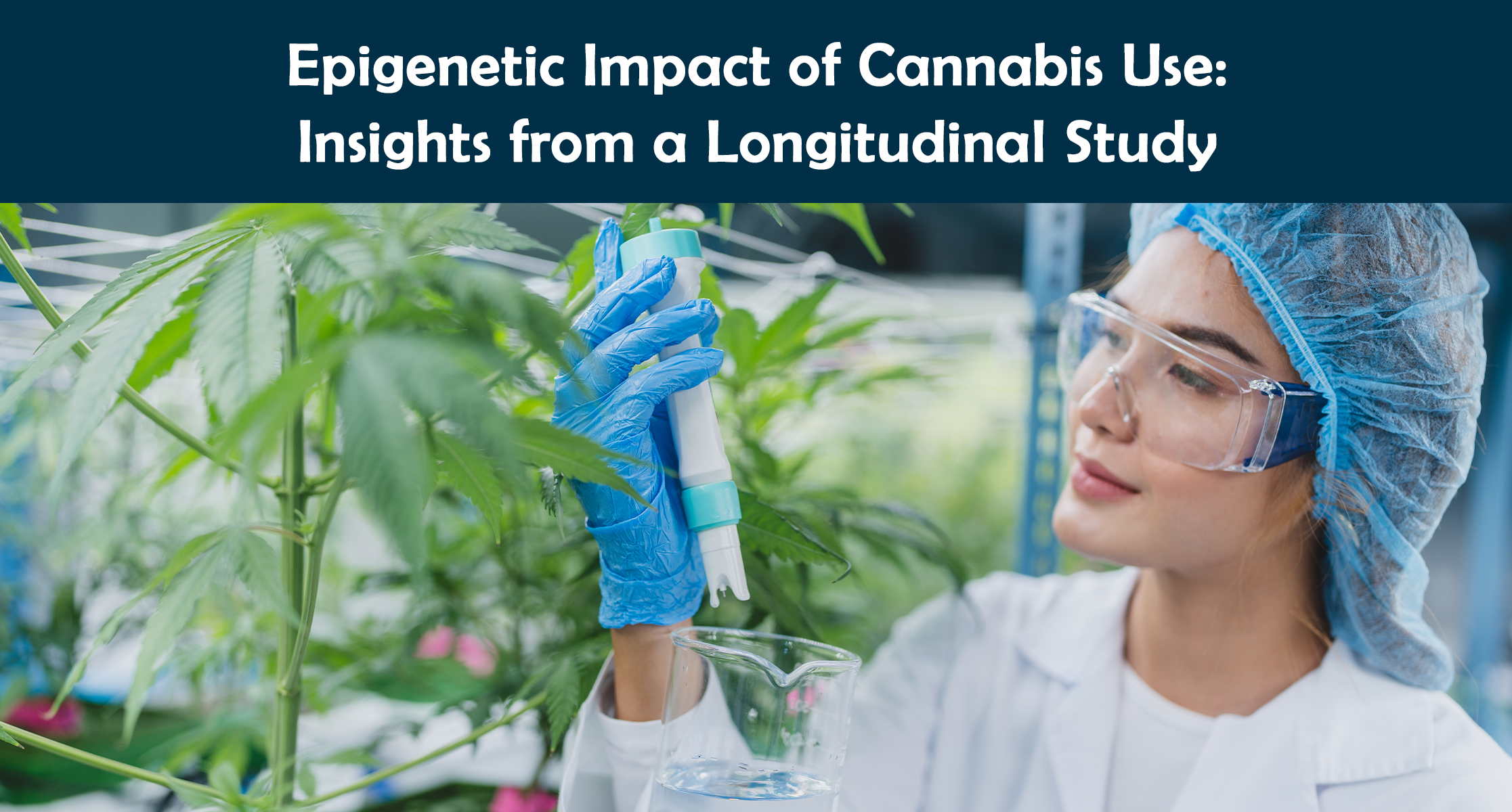 Epigenetic Impact of Cannabis Use: Insights from a Longitudinal Study