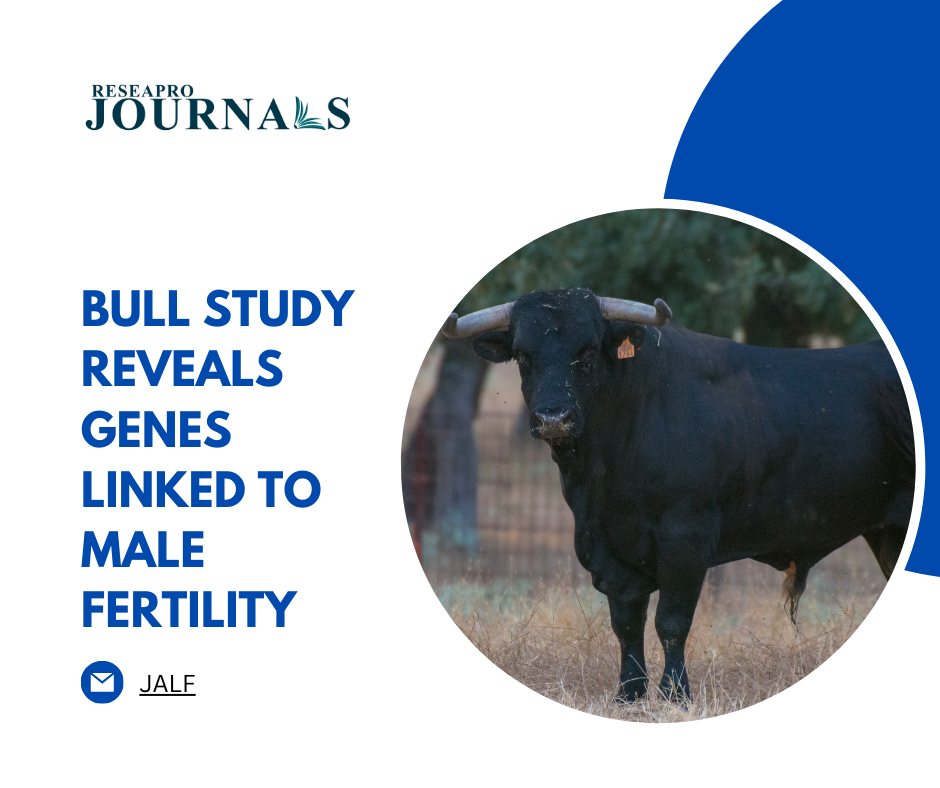 Bull Study Reveals Genes Linked to Male Fertility