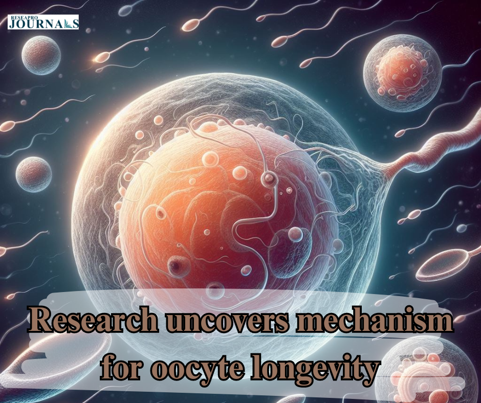 Research uncovers mechanism for oocyte longevity