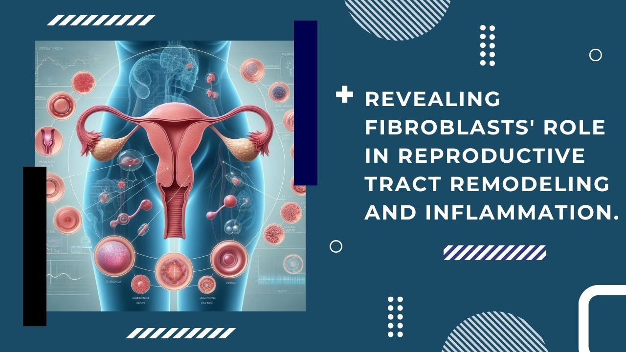 Revealing fibroblasts’ role in reproductive tract remodeling and inflammation.