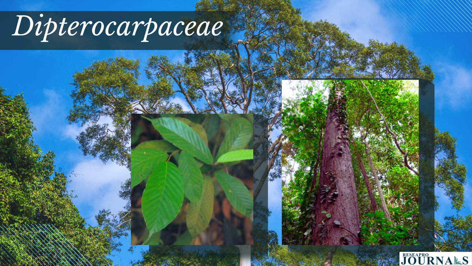 The Red List of Dipterocarpaceae