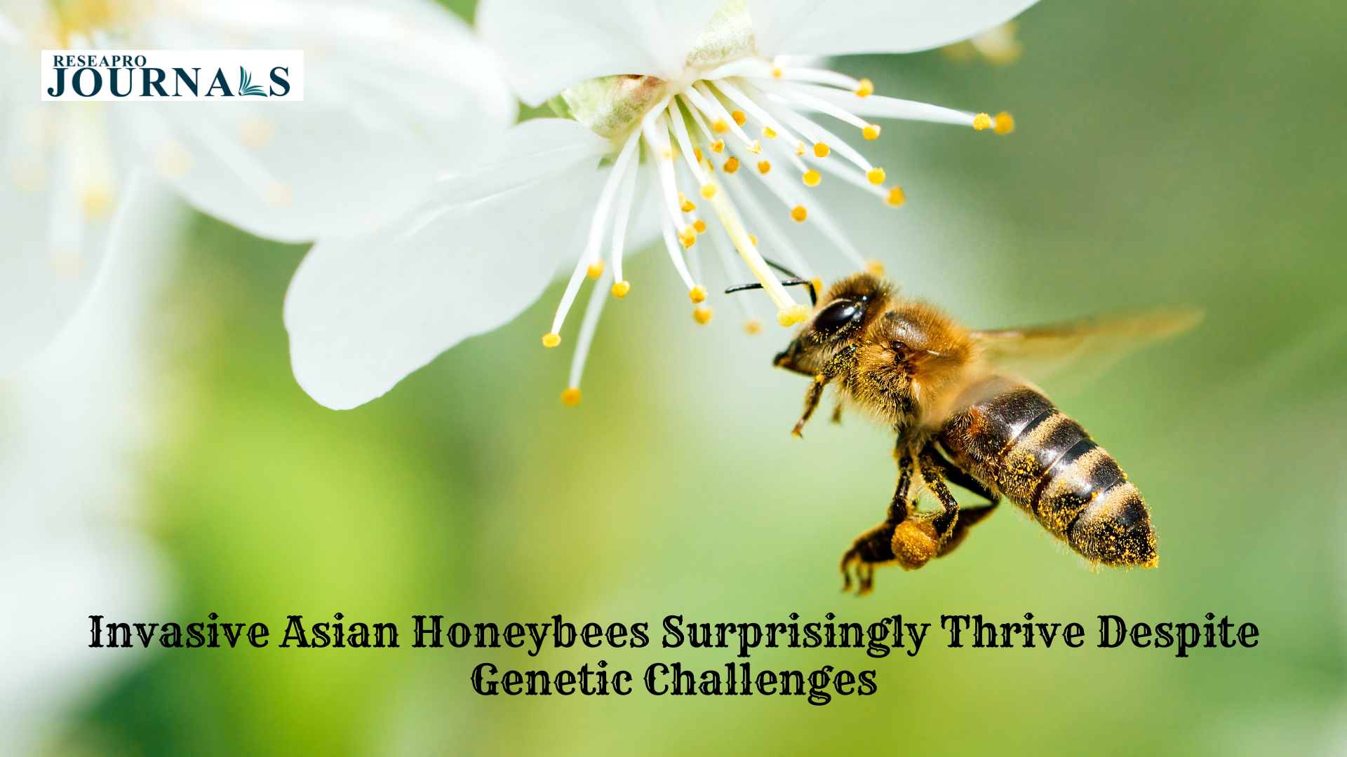 Invasive Asian Honeybees Surprisingly Thrive Despite Genetic Challenges