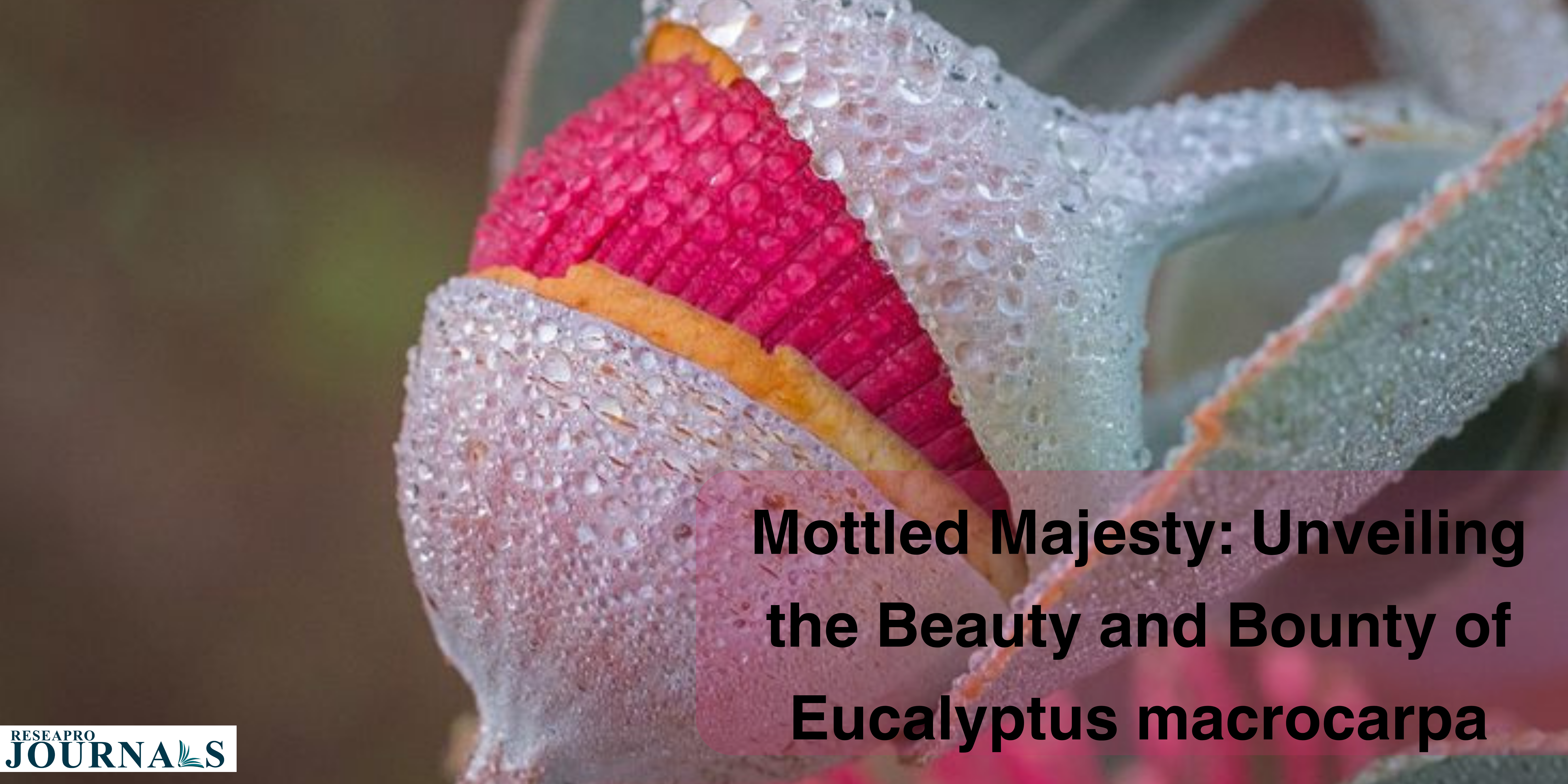 “Eucalyptus macrocarpa: Nature’s masterpiece, Australia’s ecological cornerstone.”