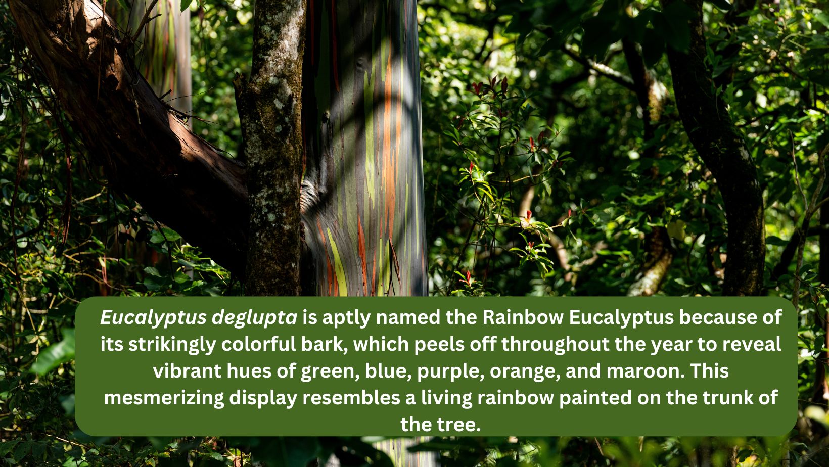 Nature’s own paintbrush strokes a living rainbow on this-Eucalyptus deglapta