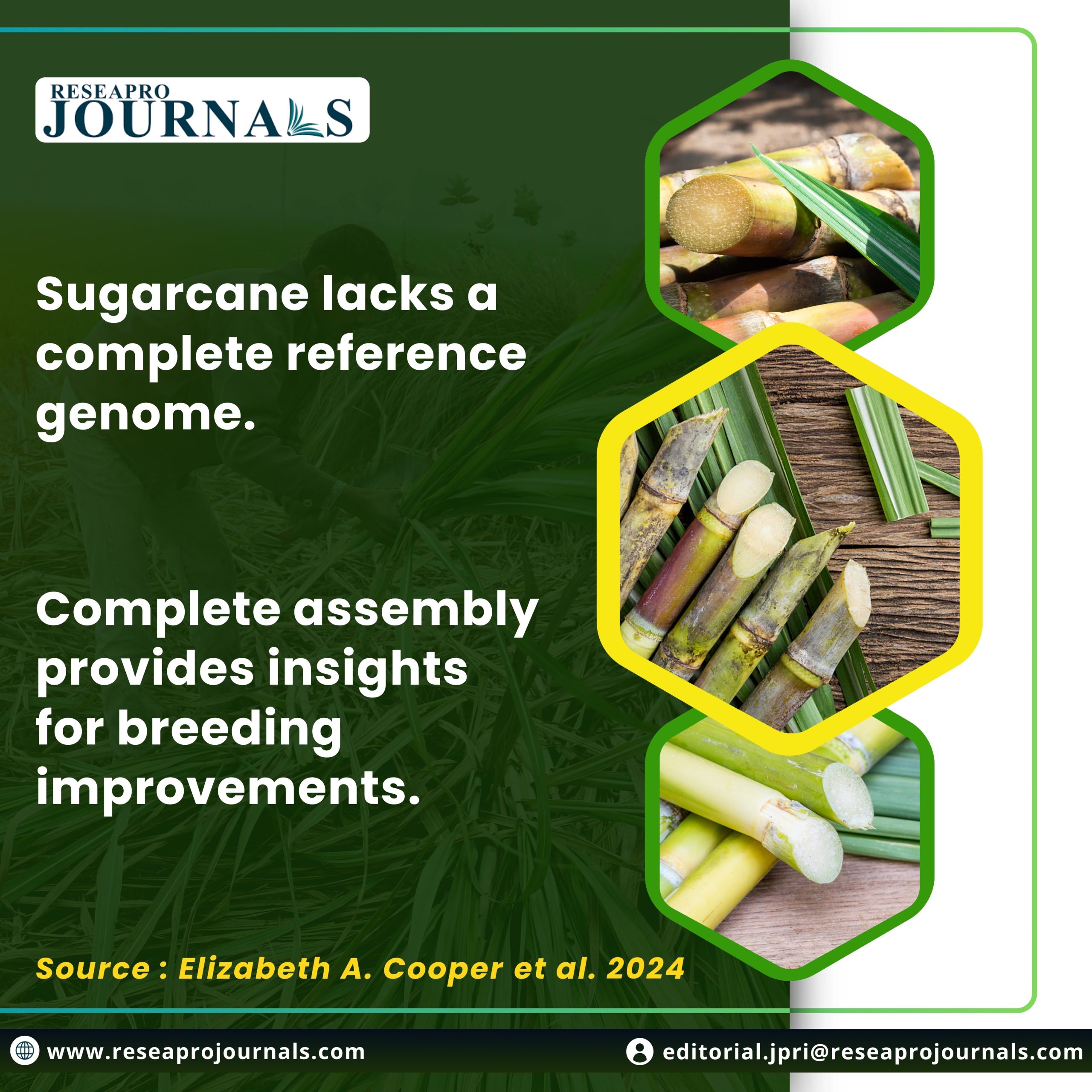 “A sweet victory for sugarcane genomics”